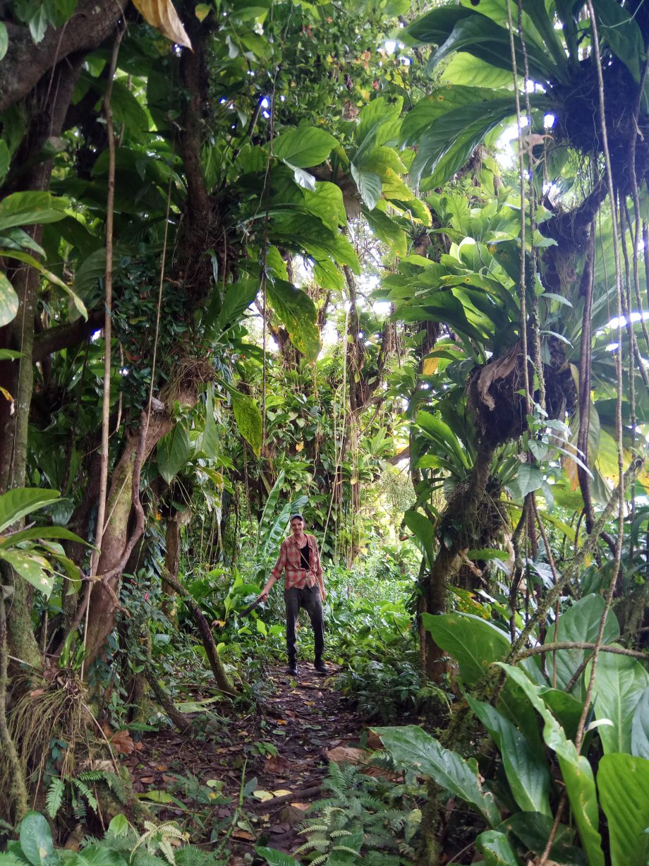 В джунглях